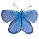 A Karner Blue Butterfly